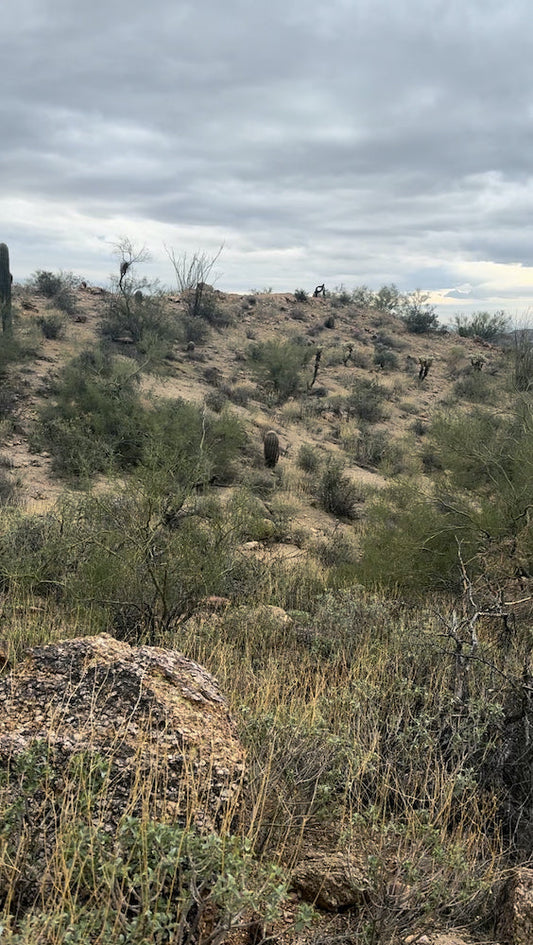 Usery Mountain in Mesa, Arizona